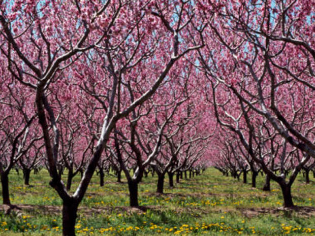 peach orchard cropped 