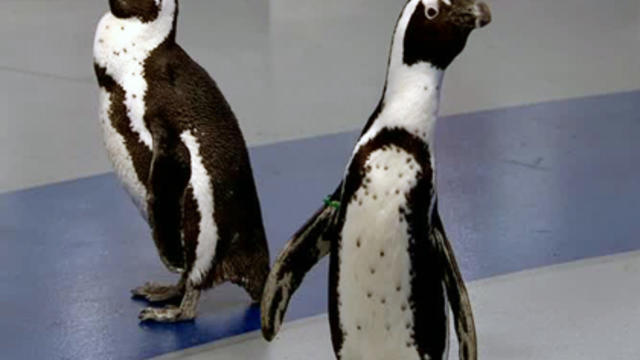 penguins.jpg 