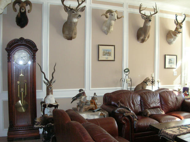 Danny Hill's hunting trophies 