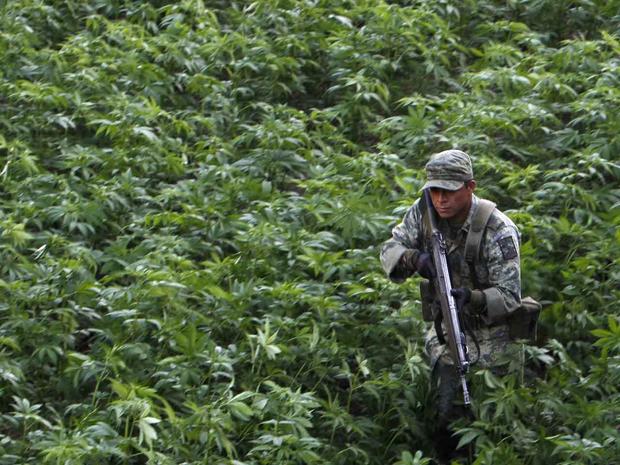Mexico, marijuana, drug war, drug trade, cartel, army, Culiacan 