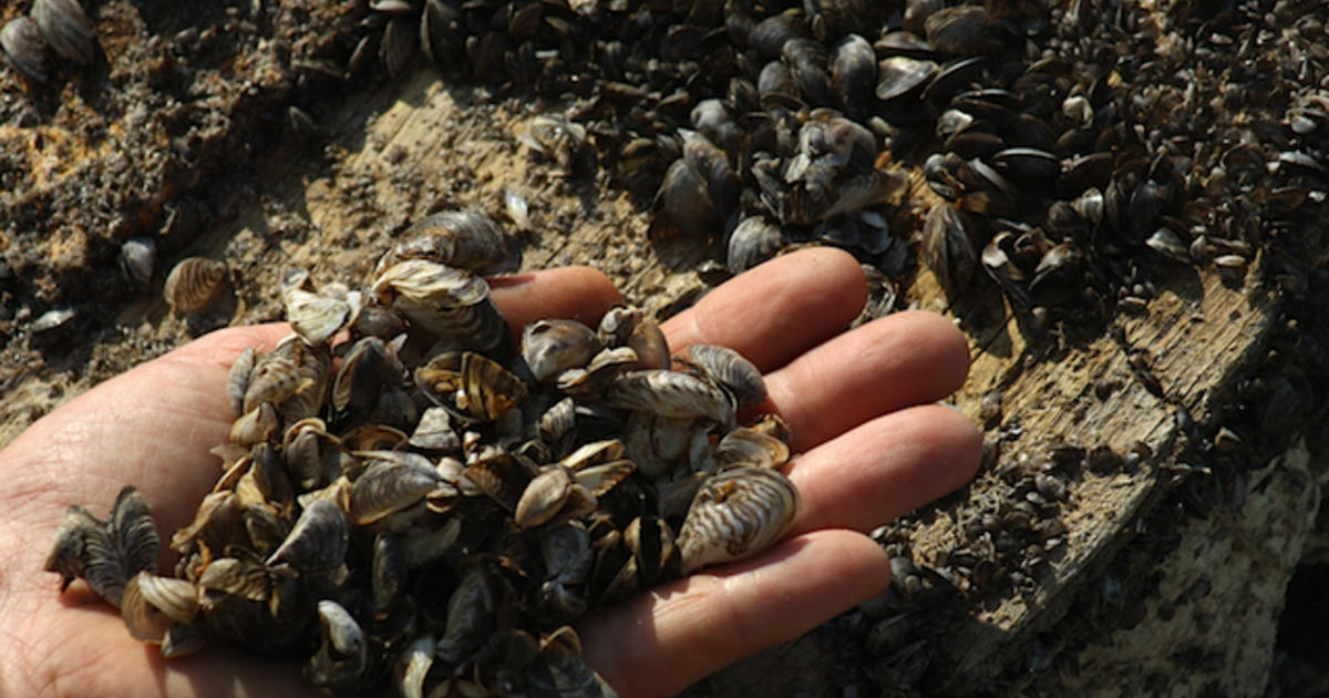 Zebra mussels found in popular fish tank accessory, Missouri