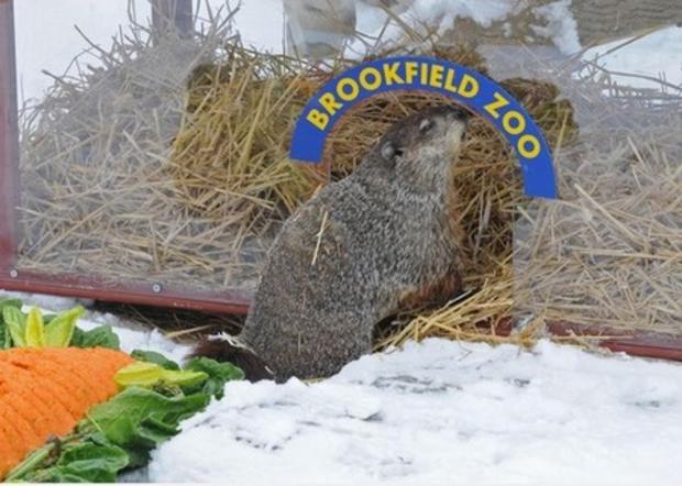 Brookfield Zoo Groundhog 