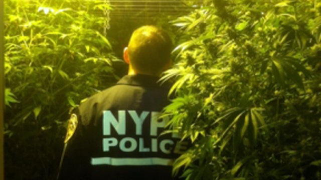 bronx-pot-bust-credit-nypd.jpg 