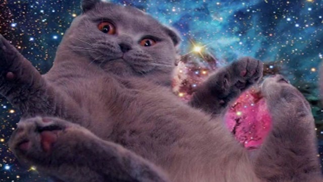 Space_Cats_copy.jpg 
