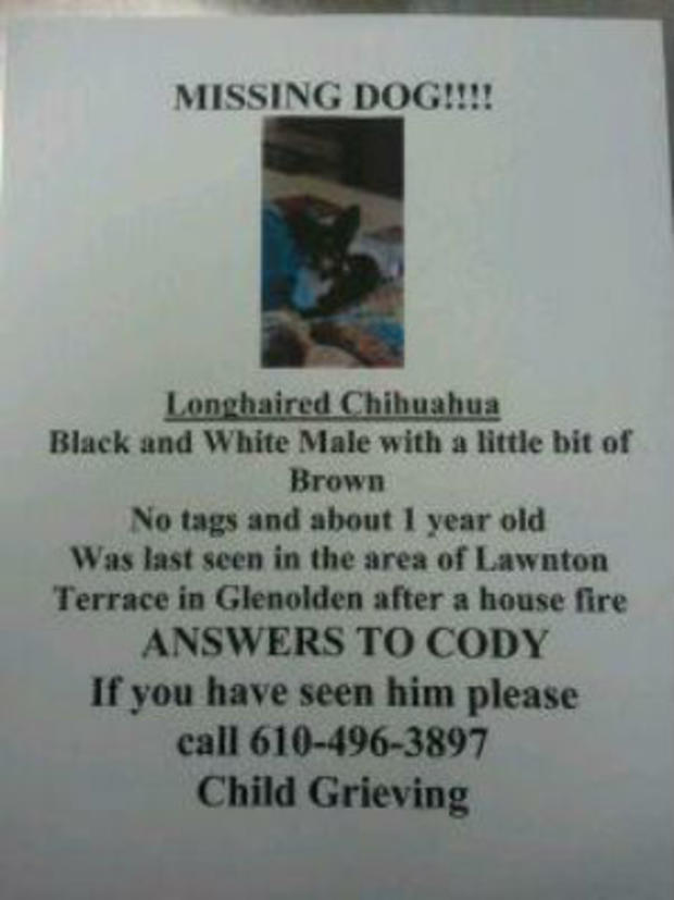 Cody Missing Dog 