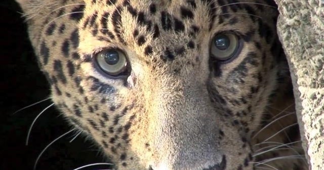 Do big cats purr? CBS News