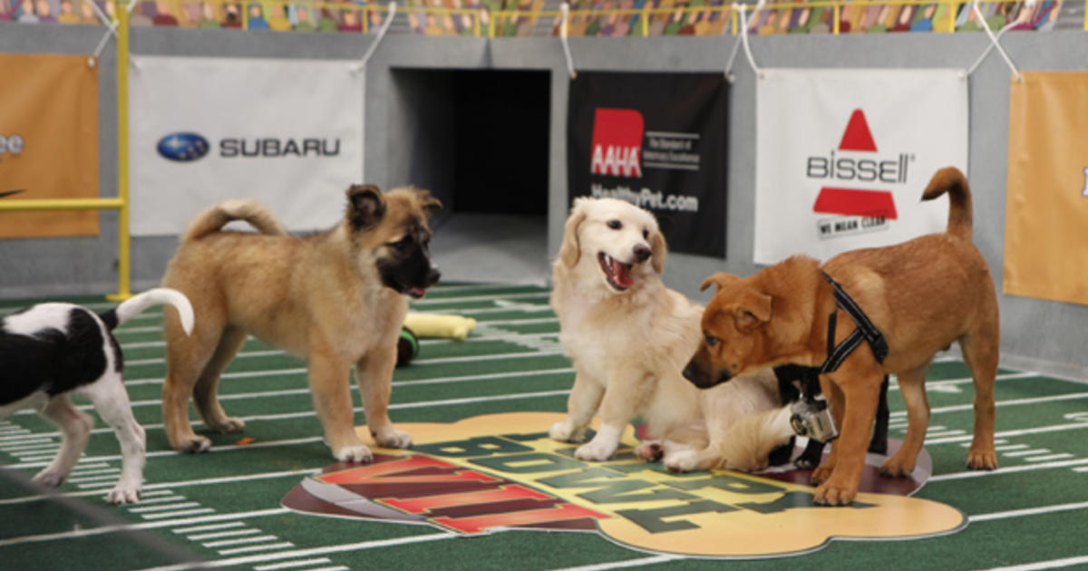 subaru puppy bowl