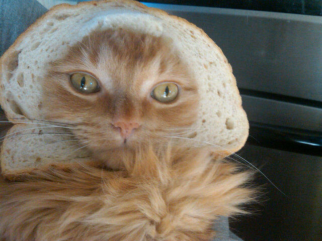 breaded cats
