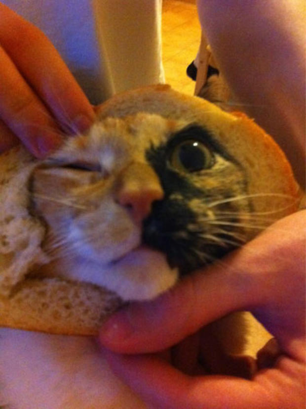breading-cats-L018.jpg 