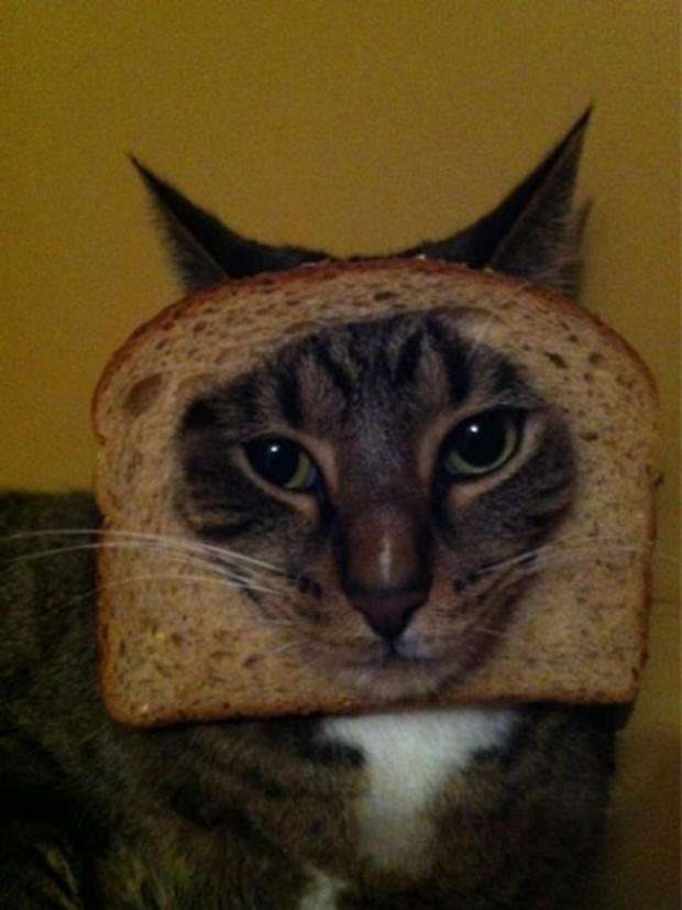 breading-cats-2004.jpg 