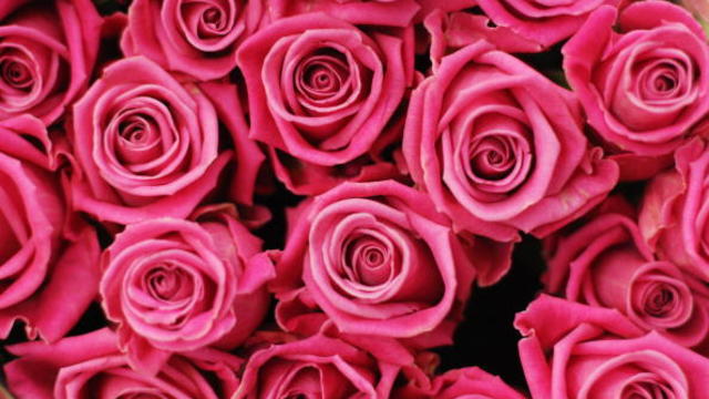 pink_roses_valentinesday_84735586.jpg 