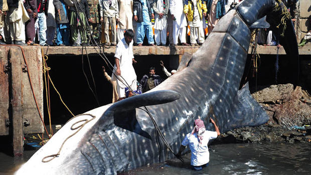 Fishermen reel in 40-foot whale shark 