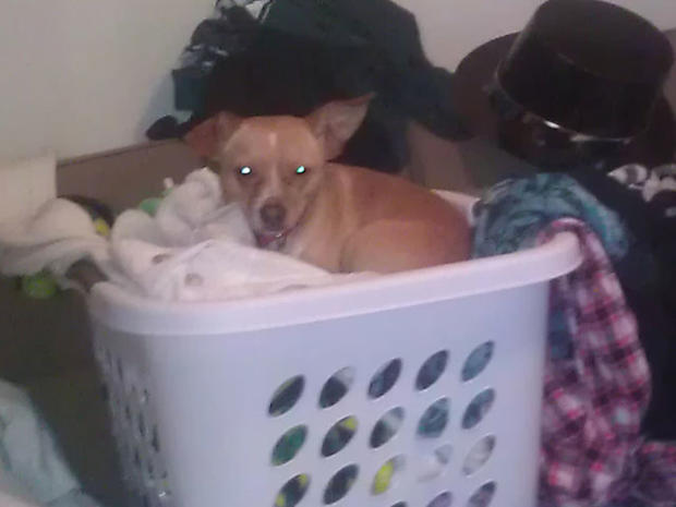 max-in-the-clean-laundry.jpg 