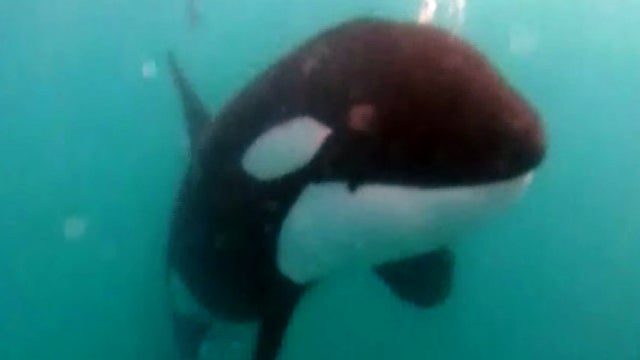 orca_209_copy.jpg 