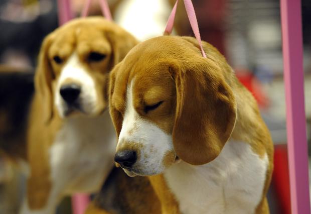 A pair of Beagles on the grooming table 