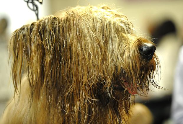 Rudee, a Briard, gets groomed  in the staging area 
