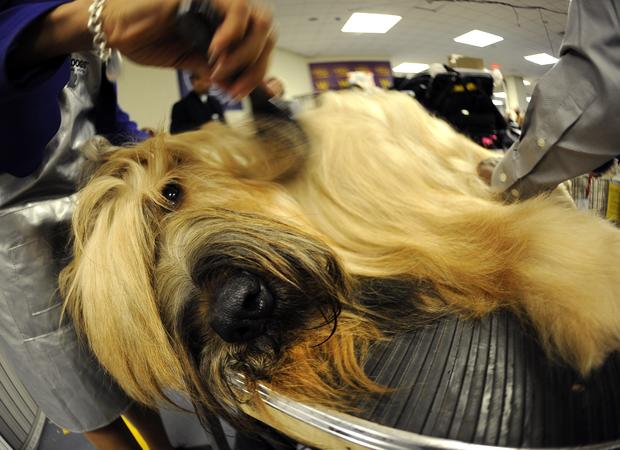 Harry, the  Briard gets groomed  
