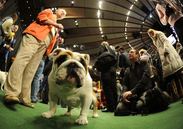 A Bulldog waits to go into the ring during 