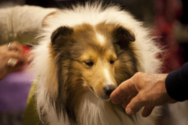 Maddie, a Shetland Sheepdog from Louisiana, smells a man's fingers backstage 