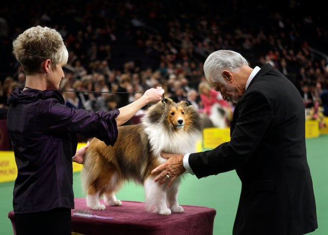 Westminster dog best sale show shetland sheepdog