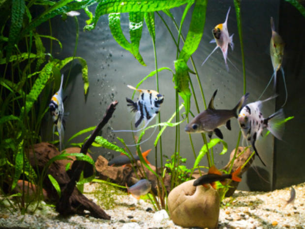 Best Fish and Aquariums - Angelfish 