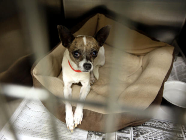 Chihuahuas Overwhelm California Animal Shelters 