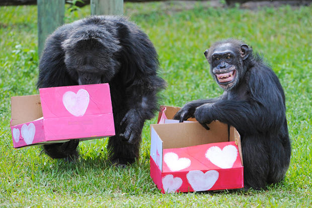 zoo-miami-valentines-day-6.jpg 