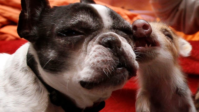 bulldog_pigs_AP120215027166.jpg 