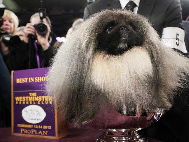 Malachy, a Pekingese, sits in the trophy after being named best in show 