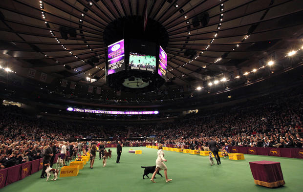 Dogs in the sporting group compete during the 136th annual Westminster Kennel Club dog show 