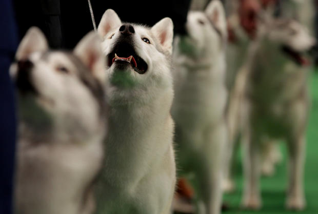 Winnie, a siberian huskie competes at the 136th annual Westminster Kennel Club dog show 