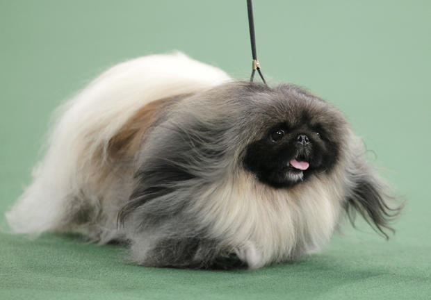 Malachy, a Pekingese, competes for best in show  