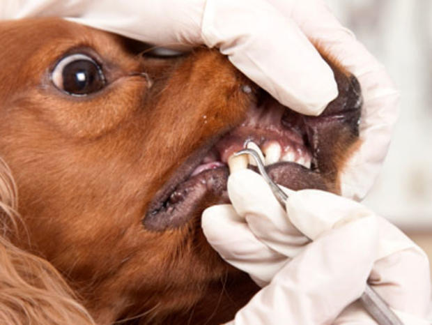 dog teeth clean closeup 