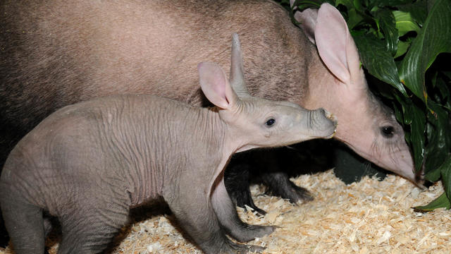 aardvark-calf-with-mom-jessi-1.jpg 