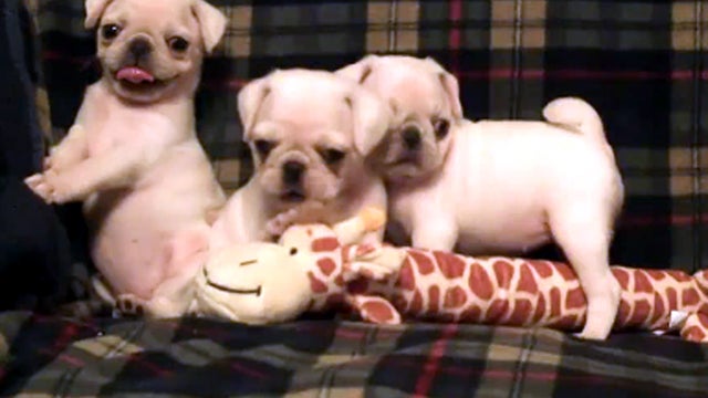 White_Pug_Puppies_copy.jpg 