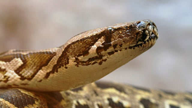 120225-snake-image5150762.jpg 