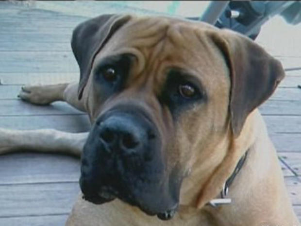 Veterinarian Attacked After Dog Dies During Surgery 