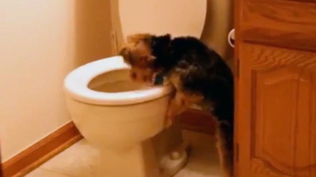 puppy vs toilet 