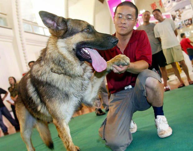a-dog-owner-shows-off-his-alsatian-during-a-canine-afp.jpg 