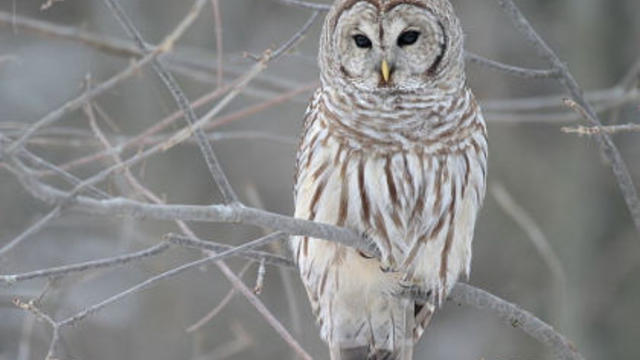 barred-owl.jpg 