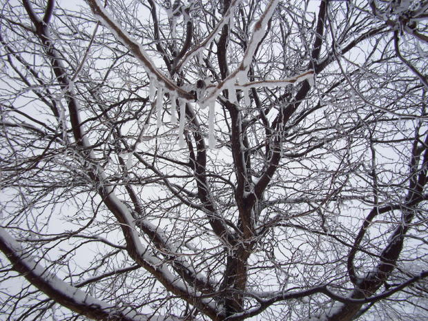 2-29-snow-maple-grove.jpg 