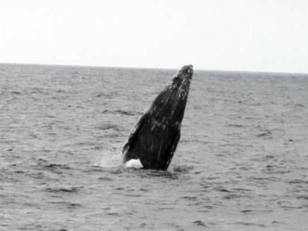 gray whales 4 