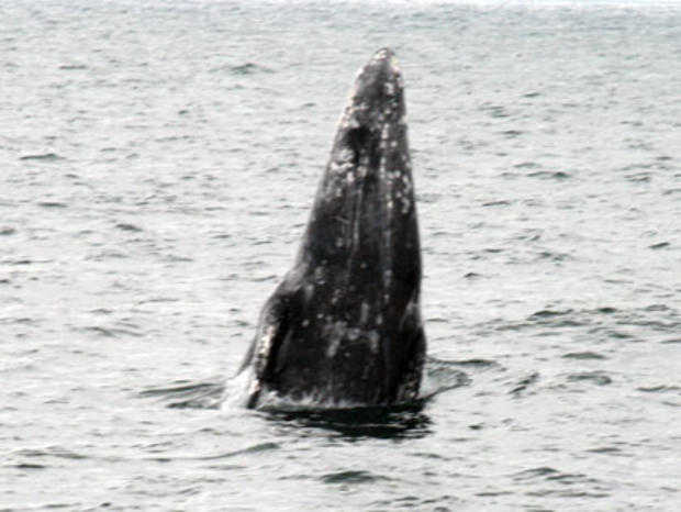 gray whales 3 