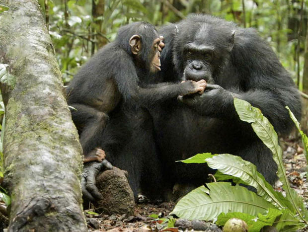 chimpanzee.jpg 