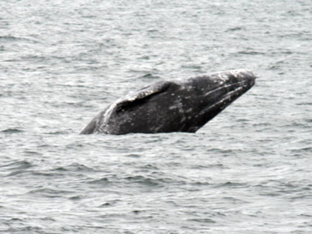 gray whales 2 