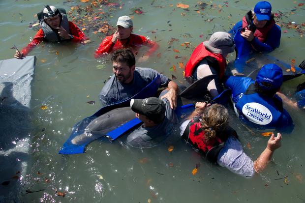 20120309_marco-island-seymour-dolphin-rescue_29.jpg 
