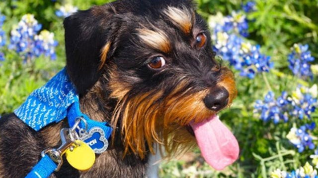 butch---cbsdfw.jpg 