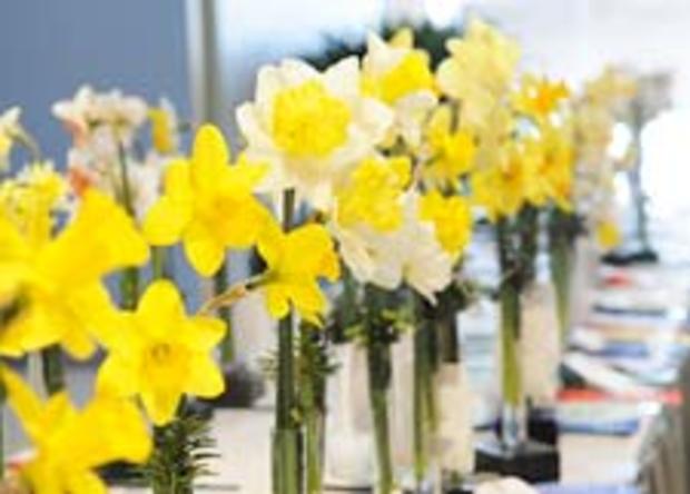 daffodil show 