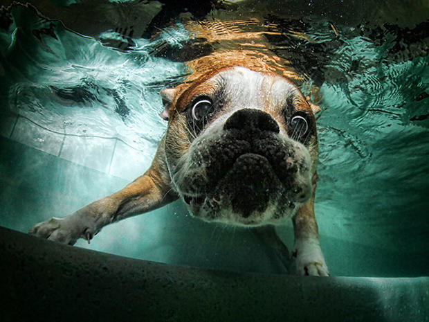 Dogs-Underwater-006.jpg 