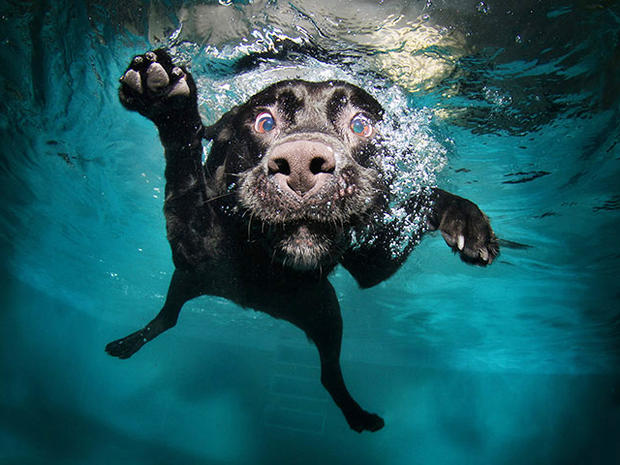 Dogs-Underwater-003.jpg 